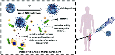 Graphical abstract: Protein-mediated mineralization of edaravone into injectable, pH-sensitive microspheres used for potential minimally invasive treatment of osteomyelitis