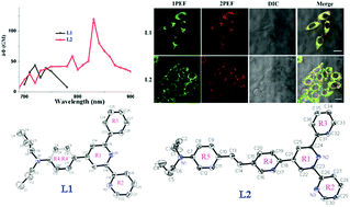 Graphical abstract: Synthesis, crystal structures, one/two-photon optical properties and bioimaging application of two organic molecules with D–A and D–π–A models containing 6-phenyl-2,2′-bipyridine