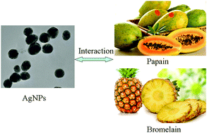 Graphical abstract: The interaction of silver nanoparticles with papain and bromelain