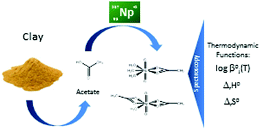 Graphical abstract: The complexation and thermodynamics of neptunium(v) with acetate in aqueous solution