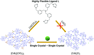 Graphical abstract: Structures and single crystal to single crystal transformations of cadmium frameworks using a flexible tripodal ligand