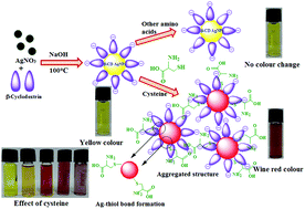 Graphical abstract: Naked eye and optical biosensing of cysteine over the other amino acids using β-cyclodextrin decorated silver nanoparticles as a nanoprobe