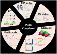 Graphical abstract: Synthesis, biological evaluation, substitution behaviour and DFT study of Pd(ii) complexes incorporating benzimidazole derivative
