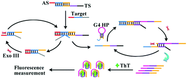 Graphical abstract: A dual-cycling biosensor for target DNA detection based on the toehold-mediated strand displacement reaction and exonuclease III assisted amplification