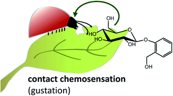 Graphical abstract: Contact chemosensation of phytochemicals by insect herbivores