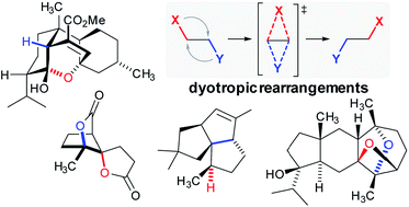 Graphical abstract: Dyotropic rearrangements in natural product total synthesis and biosynthesis
