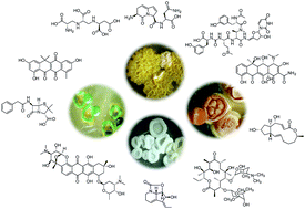 Graphical abstract: Opportunities for natural products in 21st century antibiotic discovery
