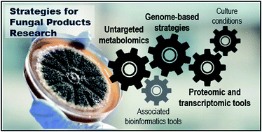 Graphical abstract: From genomics to metabolomics, moving toward an integrated strategy for the discovery of fungal secondary metabolites