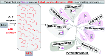 Graphical abstract: Biosynthesis and incorporation of an alkylproline-derivative (APD) precursor into complex natural products