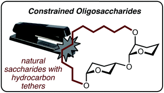 Graphical abstract: Constrained saccharides: a review of structure, biology, and synthesis