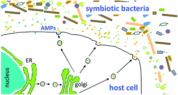 Graphical abstract: Role of antimicrobial peptides in controlling symbiotic bacterial populations