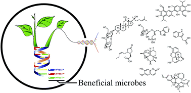 Graphical abstract: Modulation of plant chemistry by beneficial root microbiota