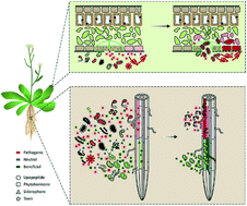 Graphical abstract: Microbial small molecules – weapons of plant subversion