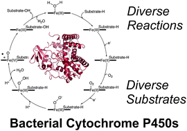 Graphical abstract: Unrivalled diversity: the many roles and reactions of bacterial cytochromes P450 in secondary metabolism