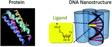Graphical abstract: A four-helix bundle DNA nanostructure with binding pockets for pyrimidine nucleotides