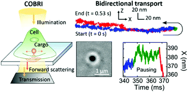 Graphical abstract: Label-free, ultrahigh-speed, 3D observation of bidirectional and correlated intracellular cargo transport by coherent brightfield microscopy