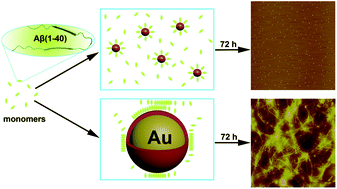 Graphical abstract: The size-effect of gold nanoparticles and nanoclusters in the inhibition of amyloid-β fibrillation