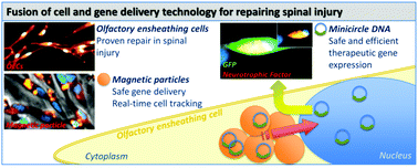 Graphical abstract: A fusion of minicircle DNA and nanoparticle delivery technologies facilitates therapeutic genetic engineering of autologous canine olfactory mucosal cells