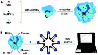 Graphical abstract: A dual enzyme–inorganic hybrid nanoflower incorporated microfluidic paper-based analytic device (μPAD) biosensor for sensitive visualized detection of glucose