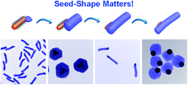 Graphical abstract: Synthesis of Janus Au@periodic mesoporous organosilica (PMO) nanostructures with precisely controllable morphology: a seed-shape defined growth mechanism