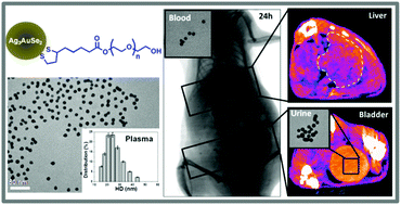 Graphical abstract: Highly water-stable rare ternary Ag–Au–Se nanocomposites as long blood circulation time X-ray computed tomography contrast agents