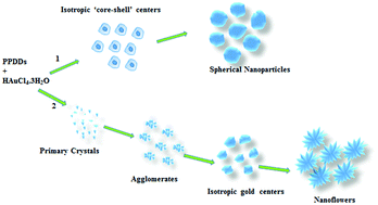 Graphical abstract: Seedless synthesis and SERS characterization of multi-branched gold nanoflowers using water soluble polymers