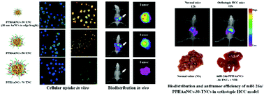Graphical abstract: Gold nanocages with dual modality for image-guided therapeutics