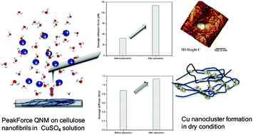 Graphical abstract: Advanced microscopy and spectroscopy reveal the adsorption and clustering of Cu(ii) onto TEMPO-oxidized cellulose nanofibers