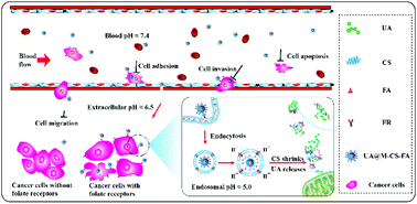 Graphical abstract: A smart pH-responsive nano-carrier as a drug delivery system for the targeted delivery of ursolic acid: suppresses cancer growth and metastasis by modulating P53/MMP-9/PTEN/CD44 mediated multiple signaling pathways