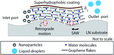 Graphical abstract: Acoustially-mediated microfluidic nanofiltration through graphene films