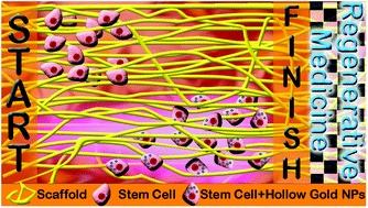Graphical abstract: The effect of PEGylated hollow gold nanoparticles on stem cell migration: potential application in tissue regeneration