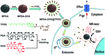 Graphical abstract: Mesoporous polydopamine nanoparticles with co-delivery function for overcoming multidrug resistance via synergistic chemo-photothermal therapy