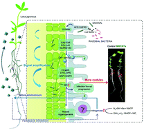 Graphical abstract: Novel impacts of functionalized multi-walled carbon nanotubes in plants: promotion of nodulation and nitrogenase activity in the rhizobium-legume system