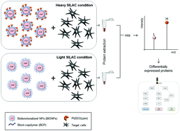 Graphical abstract: Functional insights into the cellular response triggered by a bile-acid platinum compound conjugated to biocompatible ferric nanoparticles using quantitative proteomic approaches