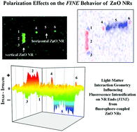 Graphical abstract: Polarization-resolved mechanistic investigation of fluorescence signal intensification on zinc oxide nanorod ends