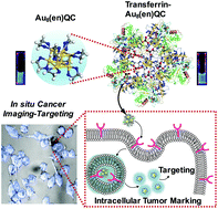 Graphical abstract: Anticancer luminescent gold quantum clusters for in situ cancer-selective marking-imaging-targeting