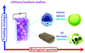 Graphical abstract: Understanding the effects of 3D porous architectures on promoting lithium or sodium intercalation in iodine/C cathodes synthesized via a biochemistry-enabled strategy
