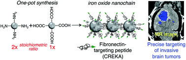 Graphical abstract: One-pot synthesis of nanochain particles for targeting brain tumors