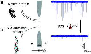 Graphical abstract: SDS-assisted protein transport through solid-state nanopores