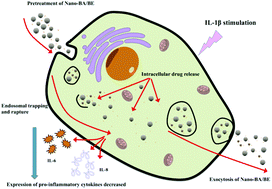 Graphical abstract: Nanoparticle-encapsulated baicalein markedly modulates pro-inflammatory response in gingival epithelial cells
