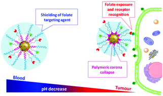 Graphical abstract: Control of targeting ligand display by pH-responsive polymers on gold nanoparticles mediates selective entry into cancer cells
