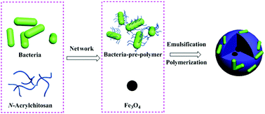 Graphical abstract: A novel strategy to immobilize bacteria on polymer particles for efficient adsorption and biodegradation of soluble organics