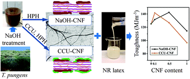 Graphical abstract: Reinforcement of natural rubber latex using lignocellulosic nanofibers isolated from spinifex grass