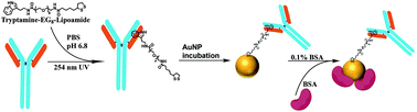 Graphical abstract: Site-specific conjugation of an antibody on a gold nanoparticle surface for one-step diagnosis of prostate specific antigen with dynamic light scattering