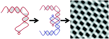 Graphical abstract: One DNA strand homo-polymerizes into defined nanostructures