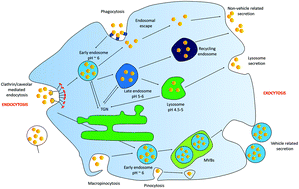 Graphical abstract: Mammalian cell defence mechanisms against the cytotoxicity of NaYF4:(Er,Yb,Gd) nanoparticles
