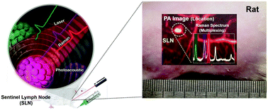 Graphical abstract: A dual modal silver bumpy nanoprobe for photoacoustic imaging and SERS multiplexed identification of in vivo lymph nodes
