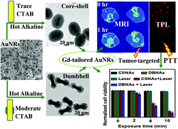 Graphical abstract: Tumor-targeted nanoprobes for enhanced multimodal imaging and synergistic photothermal therapy: core–shell and dumbbell Gd-tailored gold nanorods