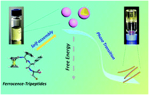 Graphical abstract: Bioorganometallic ferrocene-tripeptide nanoemulsions