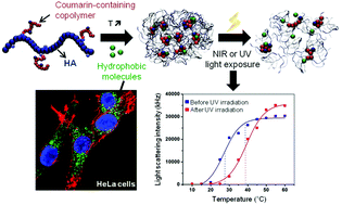Graphical abstract: Coumarin-containing thermoresponsive hyaluronic acid-based nanogels as delivery systems for anticancer chemotherapy